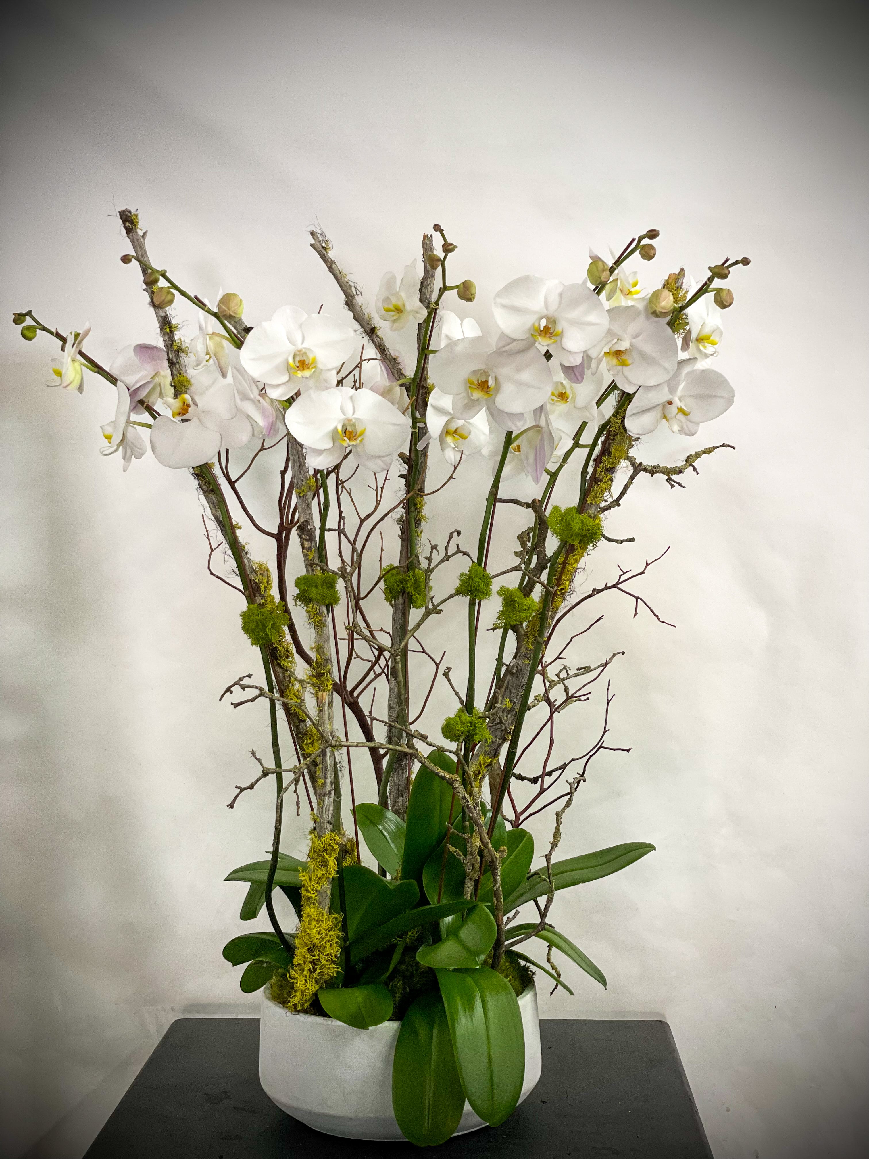 (3) Double Spike Phalaenopsis Orchids