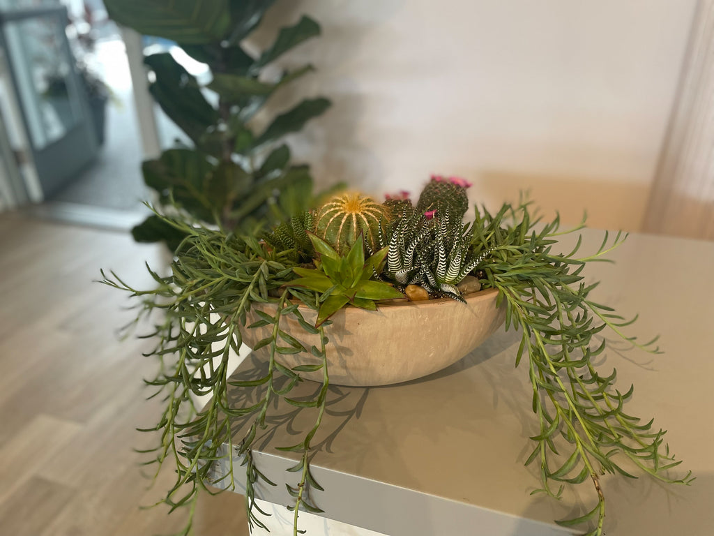Succulents