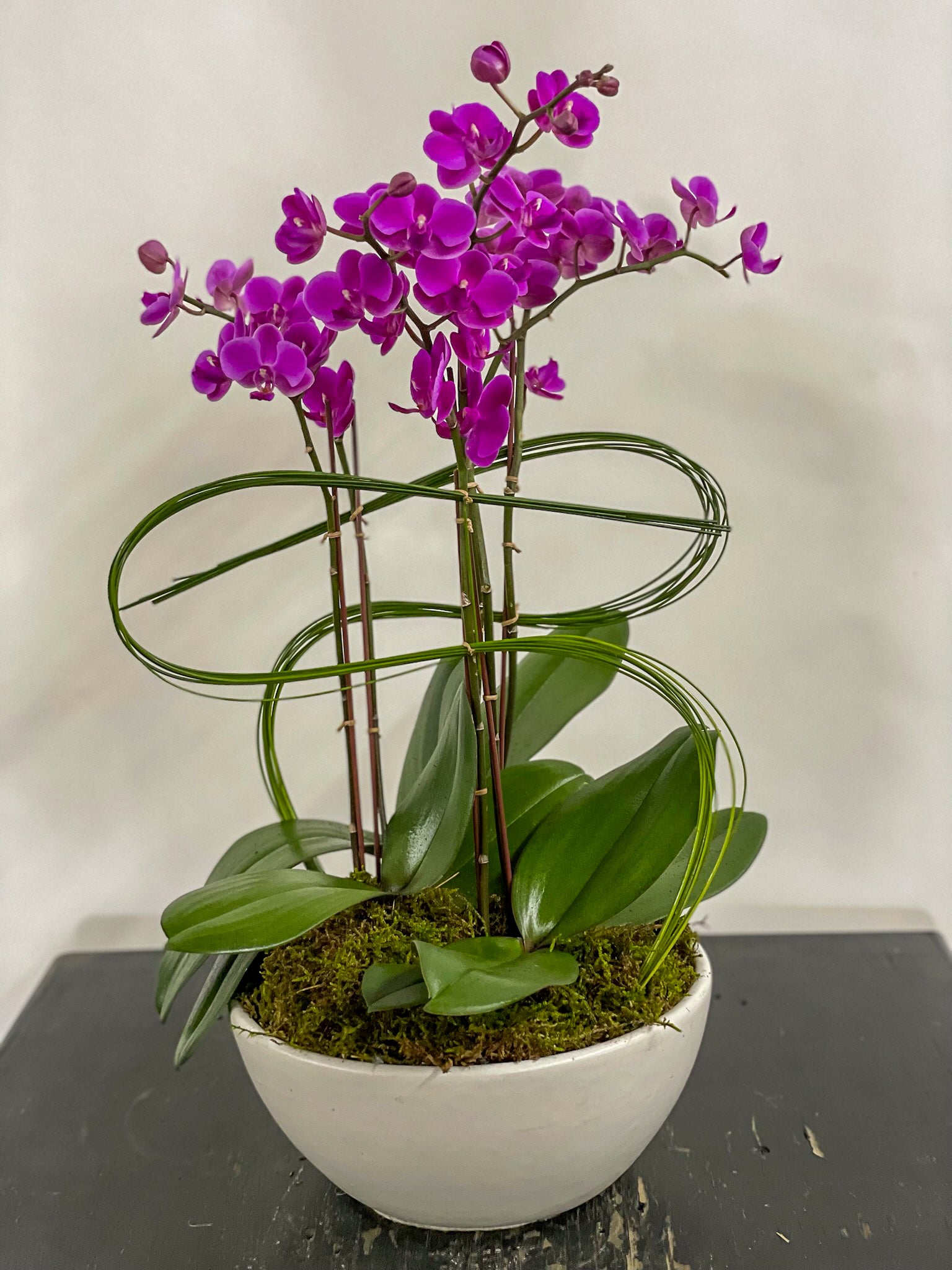 (3) Double Spike Phalaenopsis Orchids