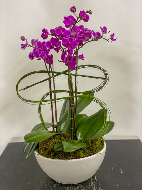 (3) Double Spike Phalaenopsis Orchids
