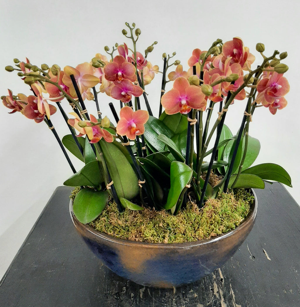 Multiple Mini Orchids