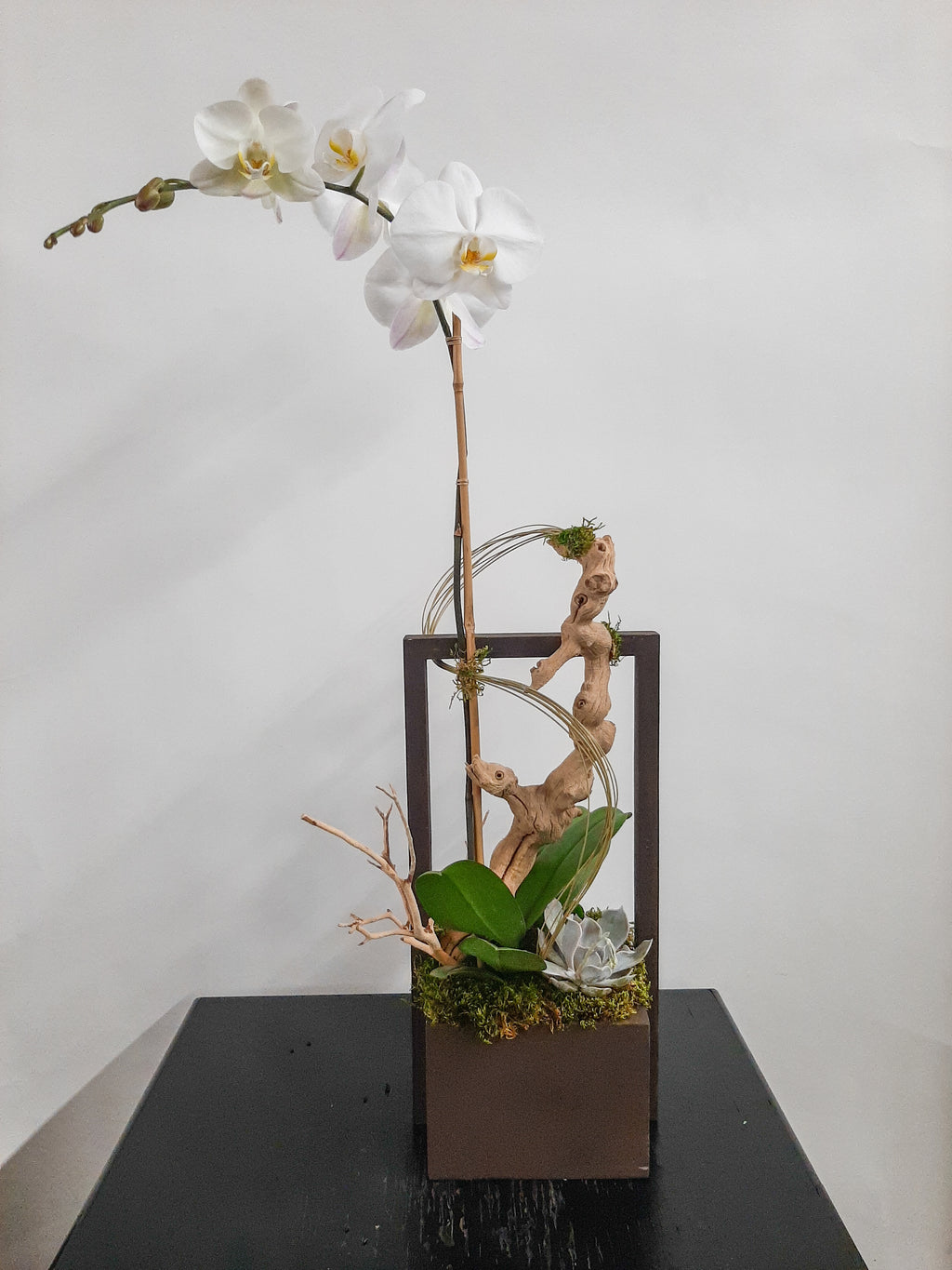 (1) Single Spike Phalaenopsis Orchid