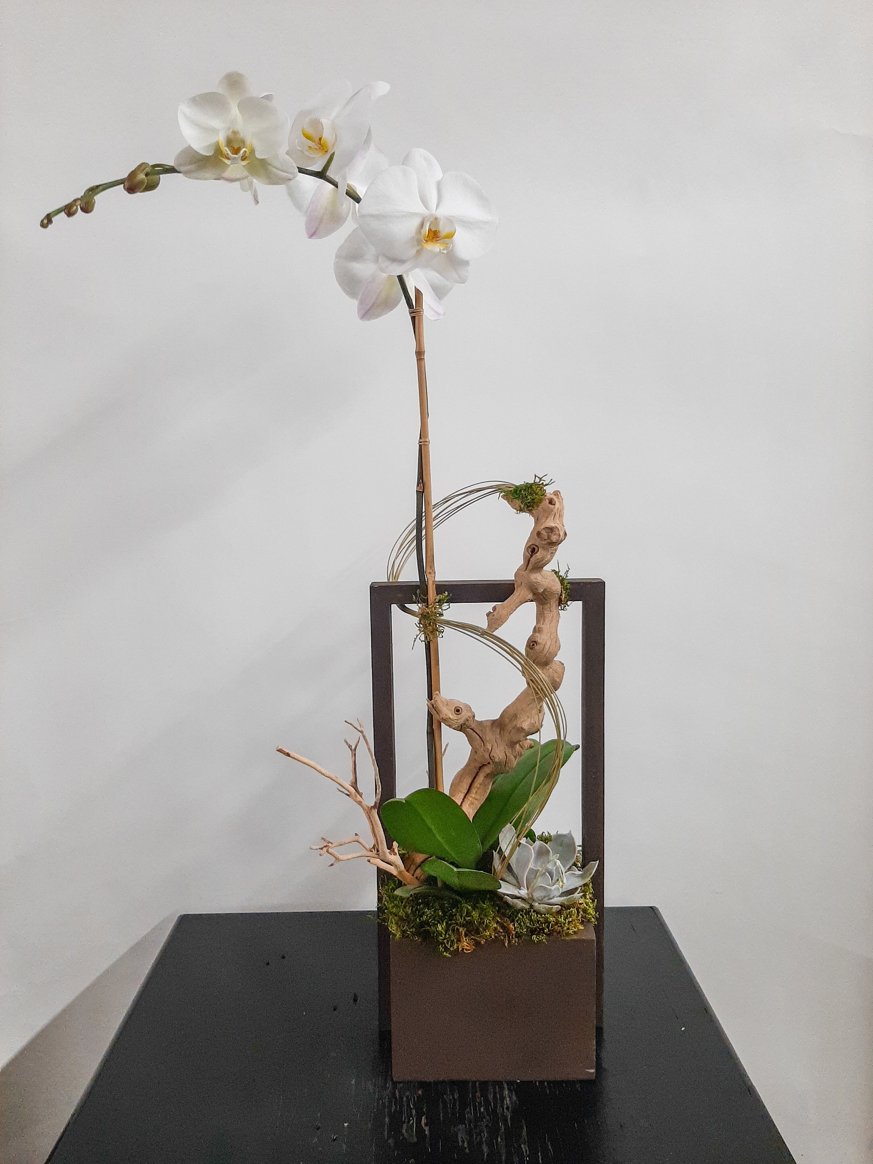 (1) Single Spike Phalaenopsis Orchid
