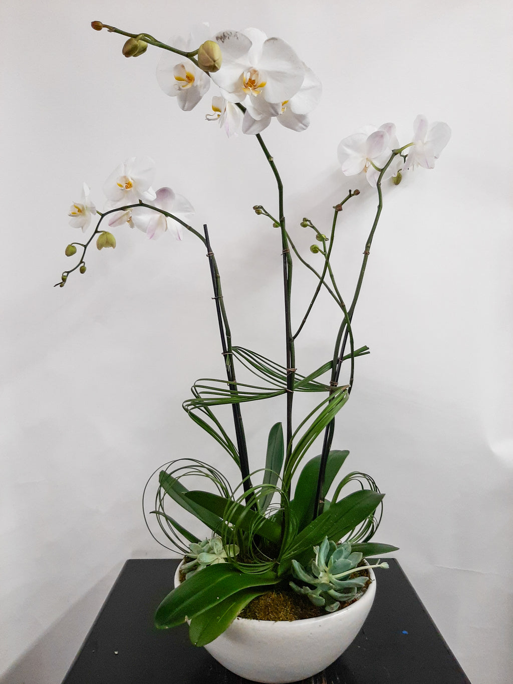 (3) Single Spike Phalaenopsis Orchids
