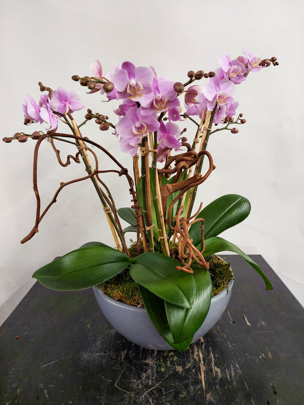 Multiple Mini Orchids