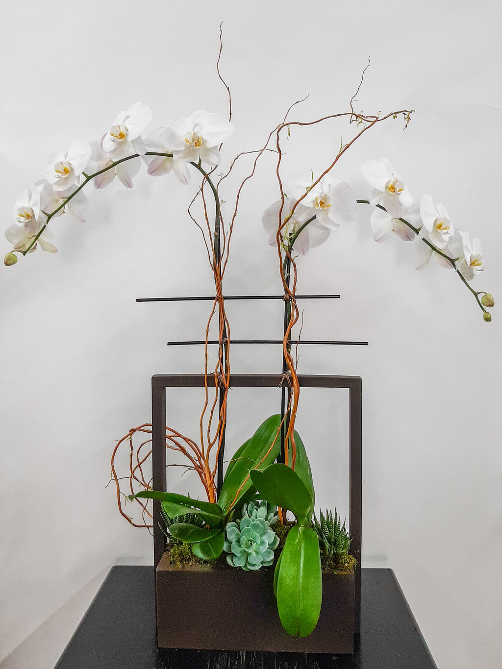 (2) Single Spike Phalaenopsis Orchids