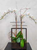 (2) Single Spike Phalaenopsis Orchids