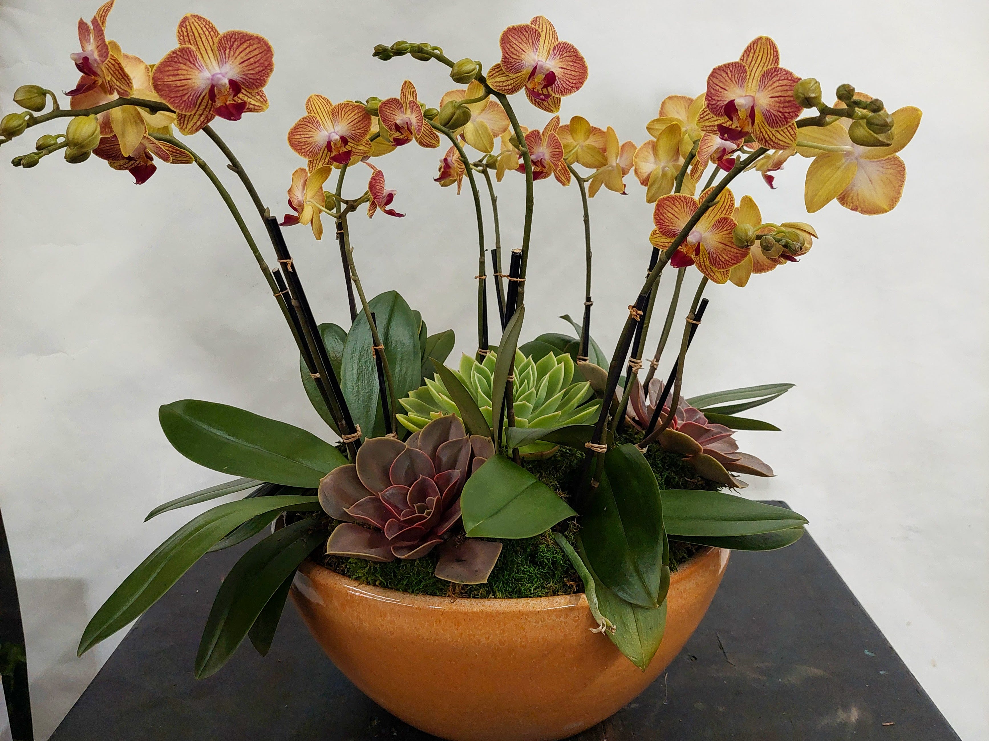 Multiple Mini Orchids