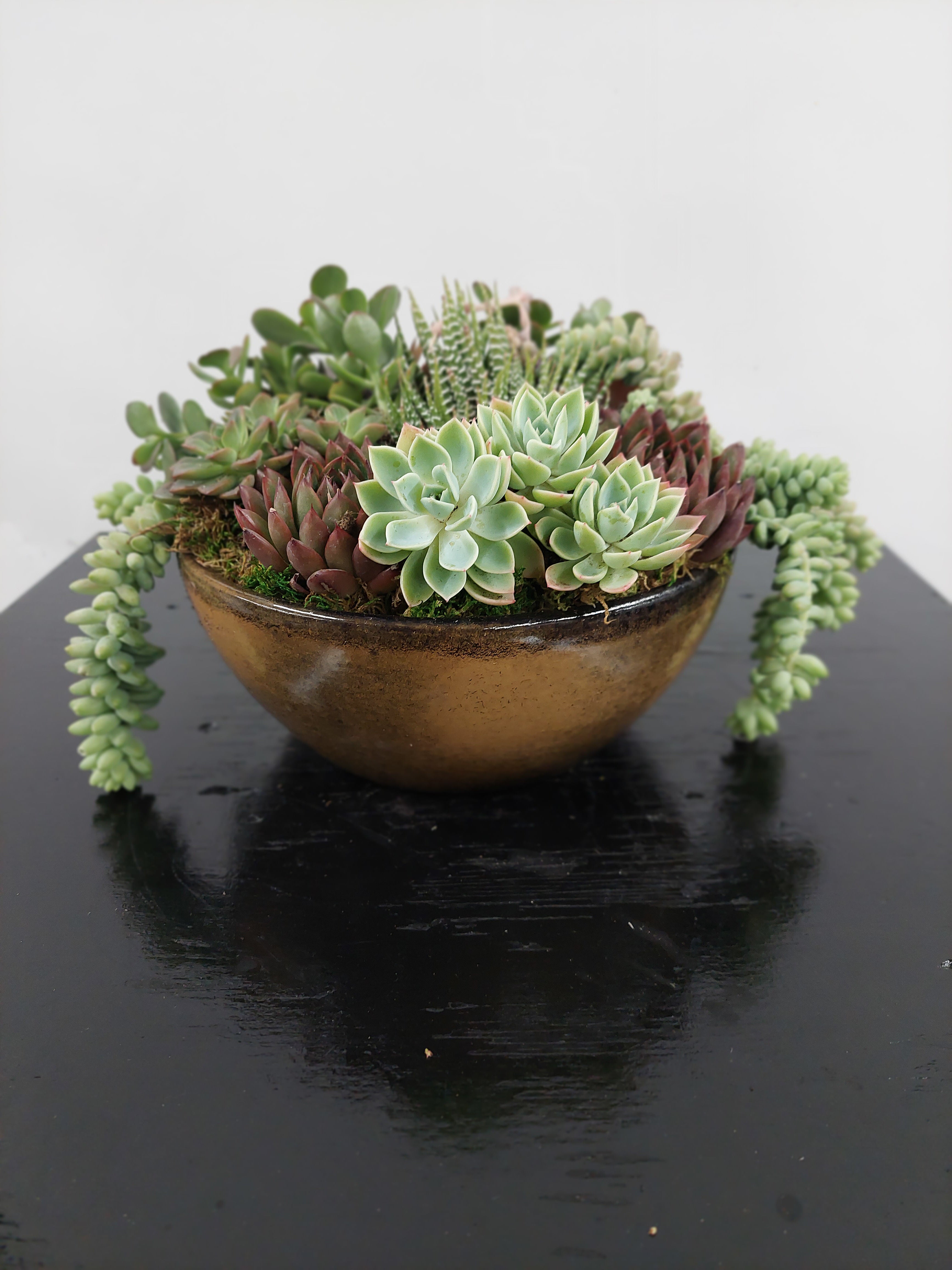 Succulents