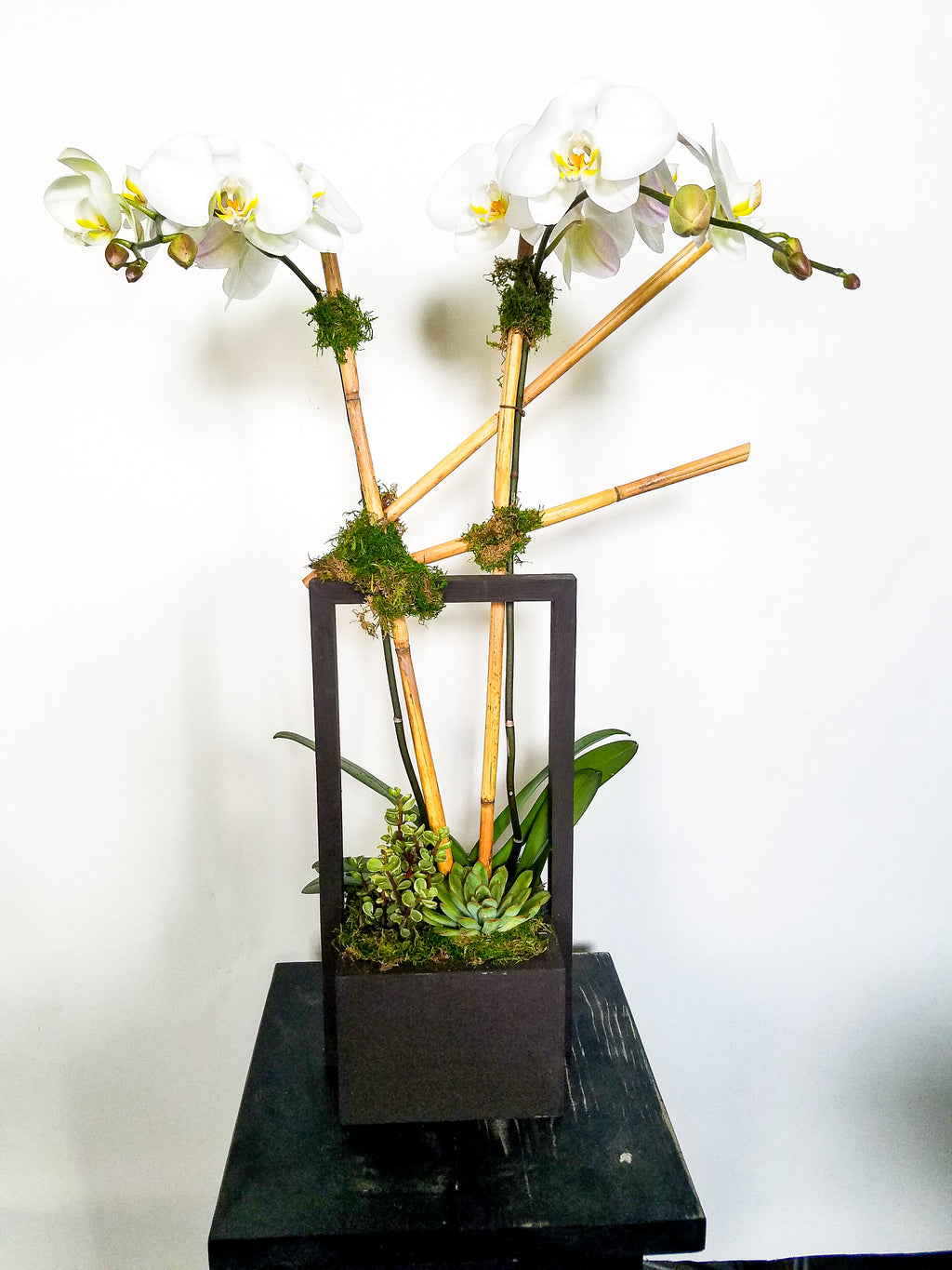 (1) Double Spike Phalaenopsis Orchid