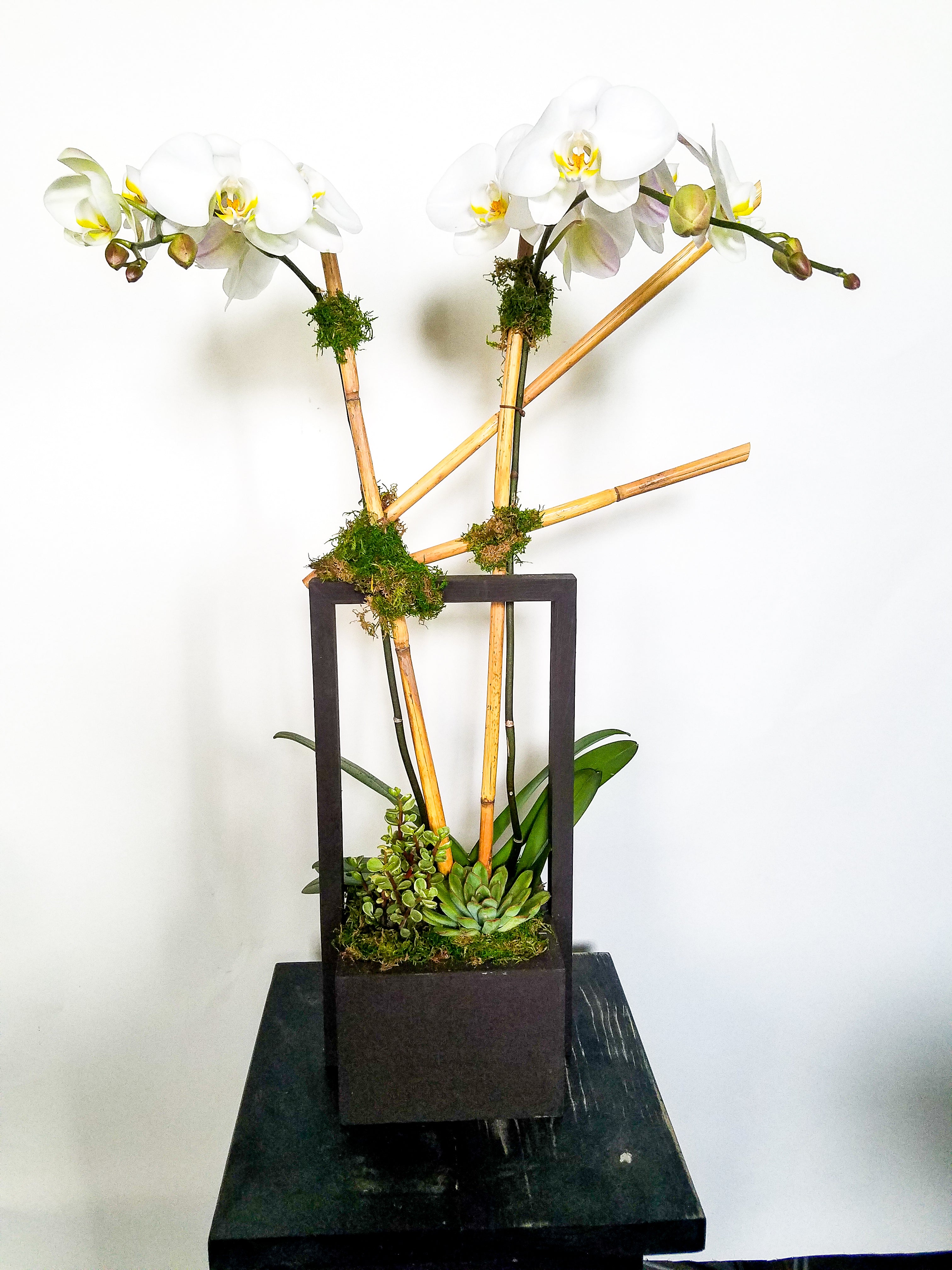 (1) Double Spike Phalaenopsis Orchid