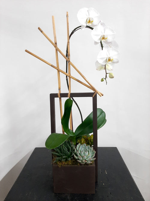 (1) Single Spike Phalaenopsis Orchid