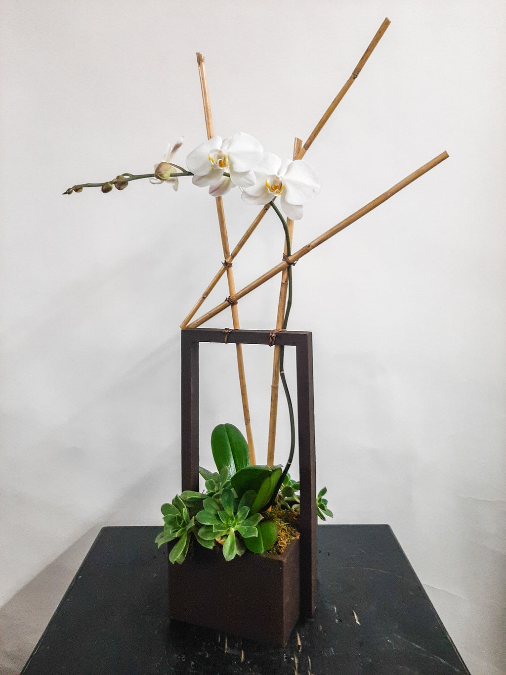 (1) Single Spike Phalaenopsis Orchid