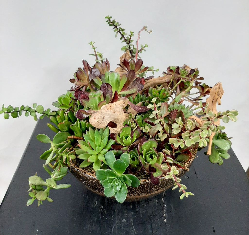 Succulents