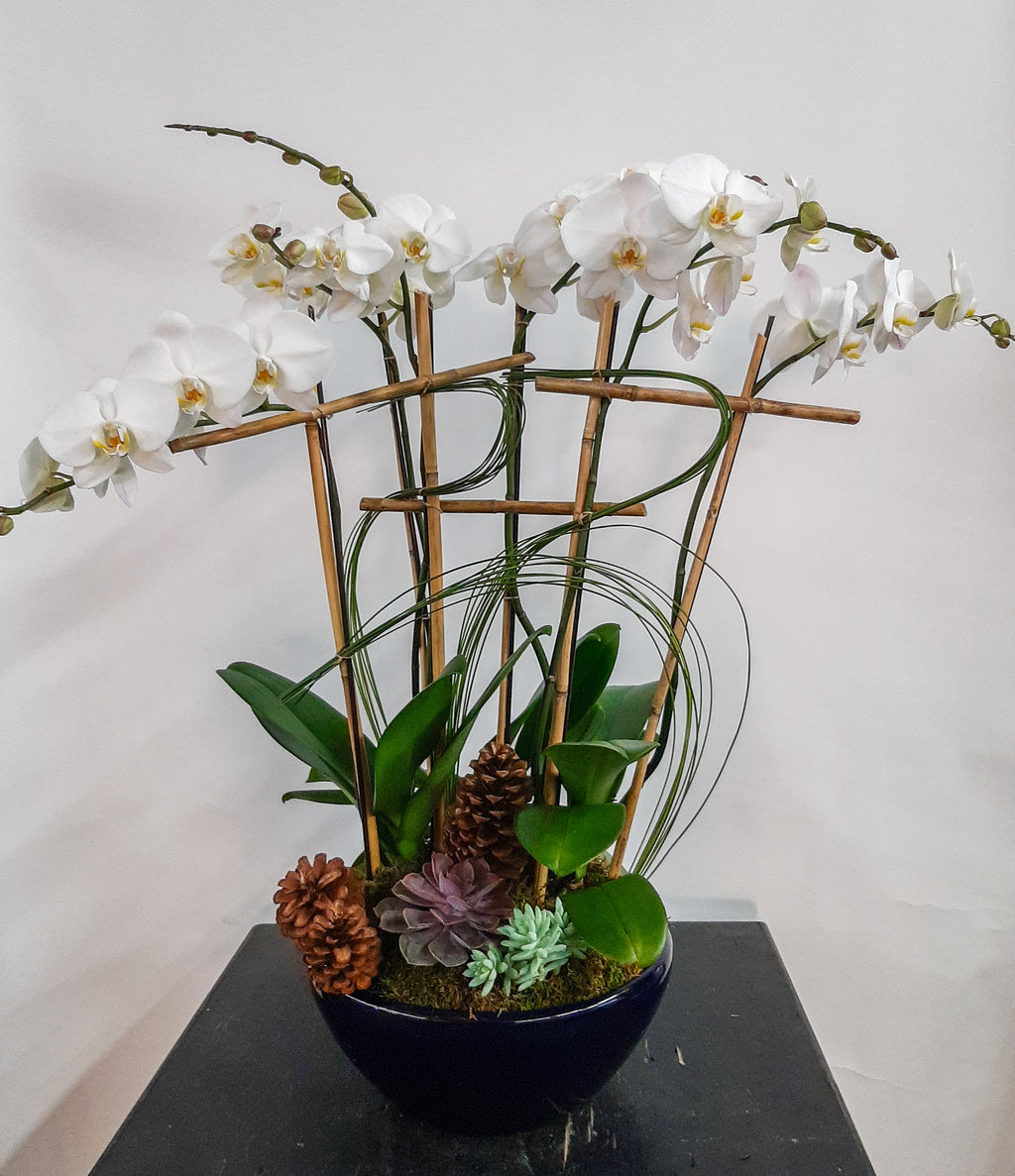 (3) Double Spike Phalaenopsis Orchids