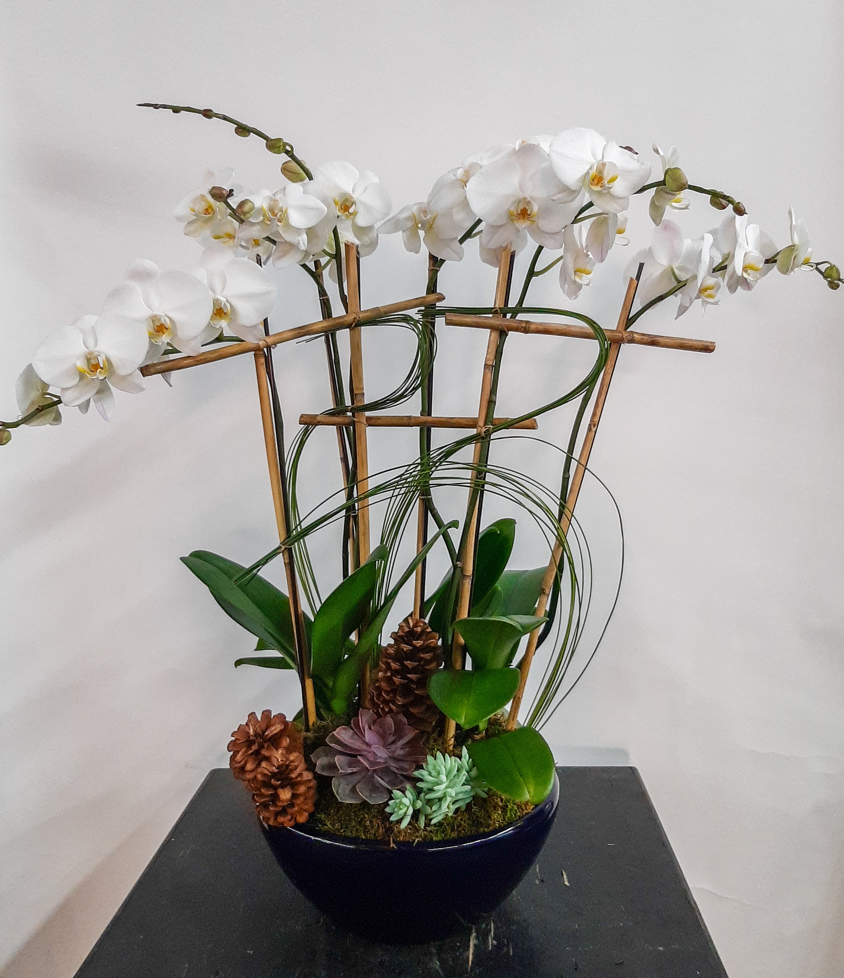 (3) Double Spike Phalaenopsis Orchids
