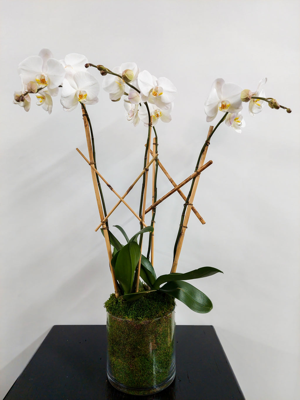 (2) Double Spike Phalaenopsis Orchids