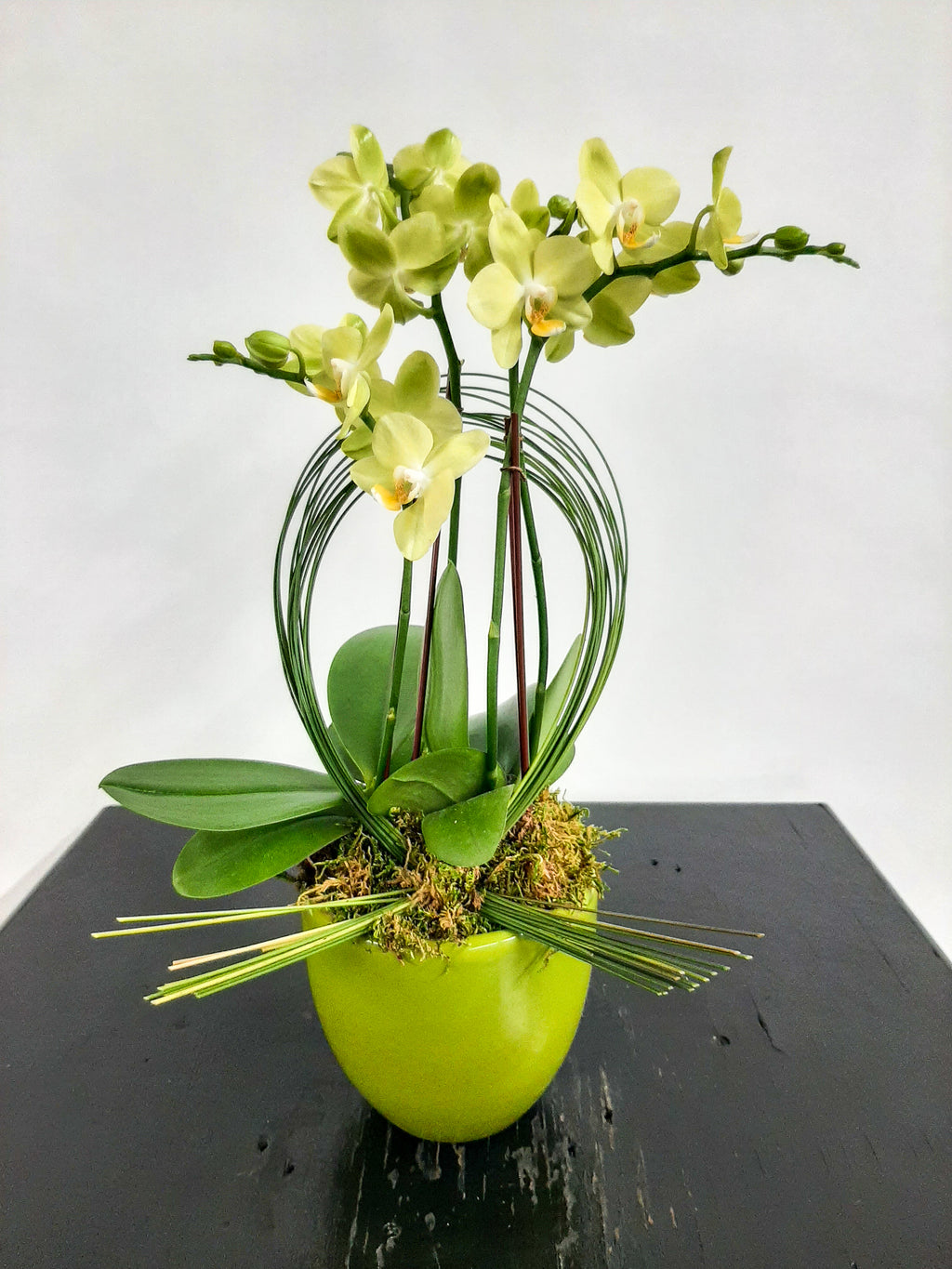 (2) Double Spike Mini Orchids
