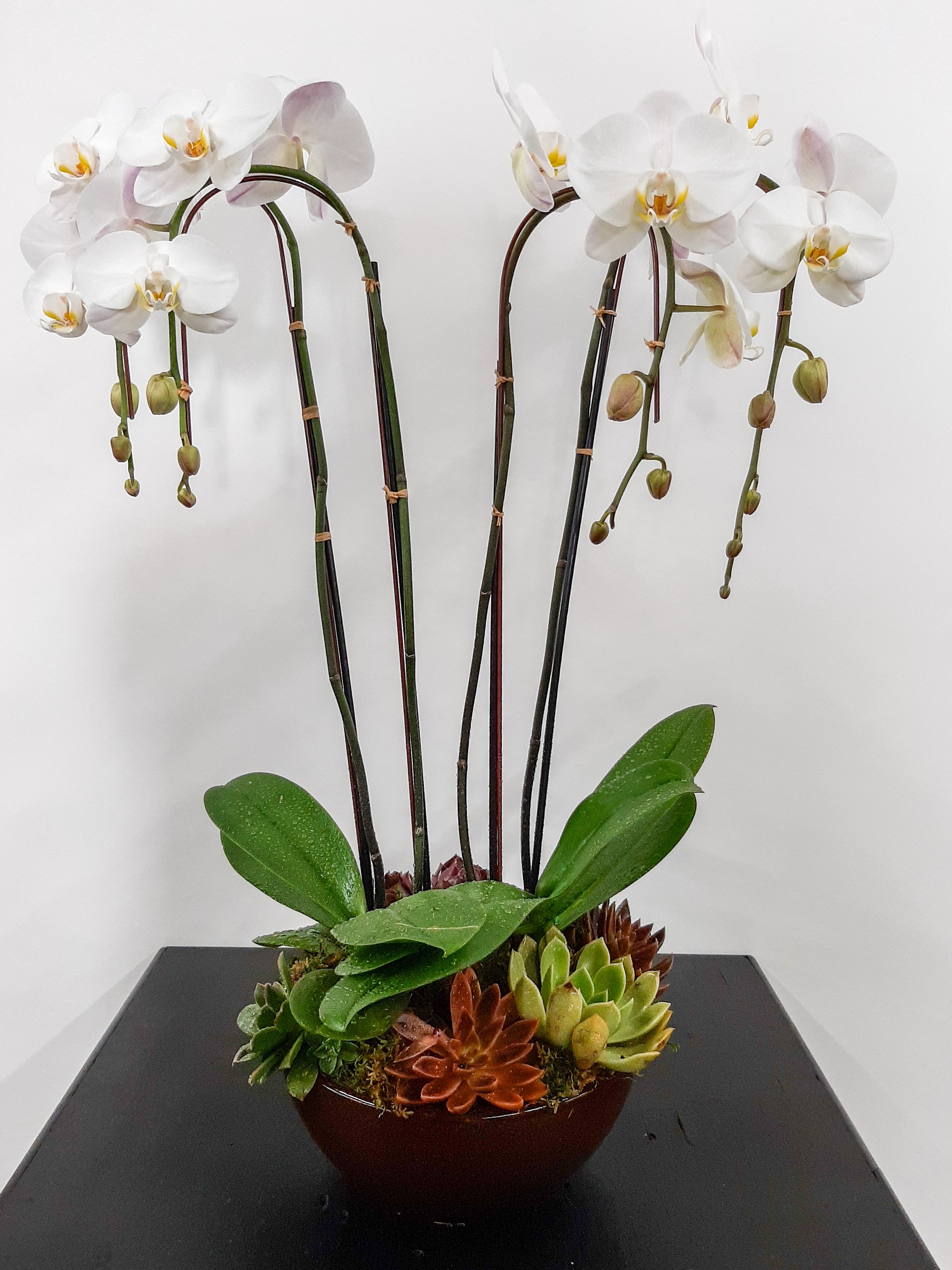 (2) Double Spike Phalaenopsis Orchids