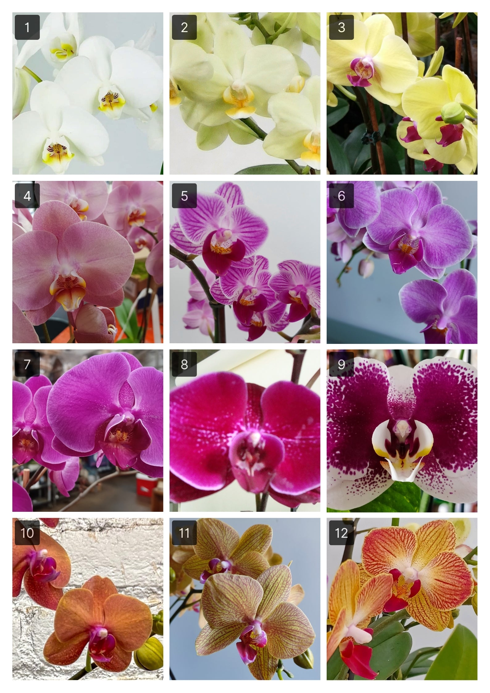 Multiple Mini Orchids
